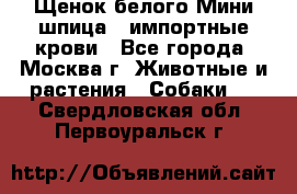 Щенок белого Мини шпица , импортные крови - Все города, Москва г. Животные и растения » Собаки   . Свердловская обл.,Первоуральск г.